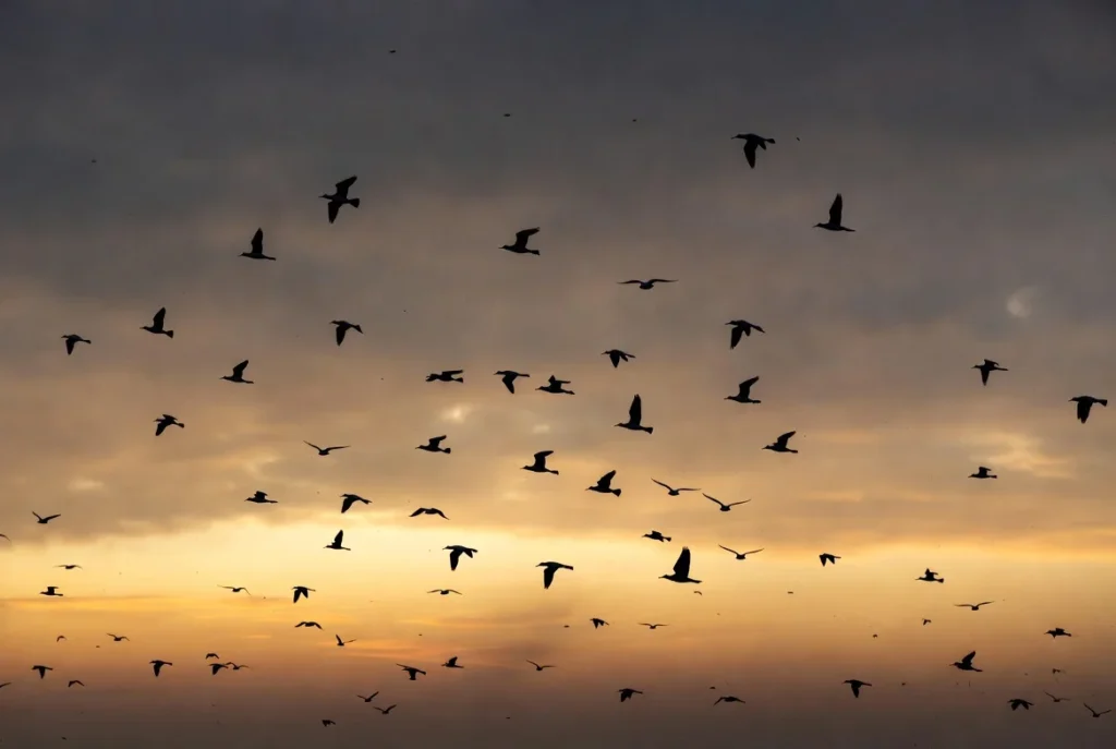 Fåglar i flykten som drömbild – frihetens och perspektivets symbol i drömtydning